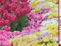Игра Hidden Hearts - Spring Flowers