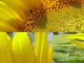 Игра Sunflower Photo Puzzle