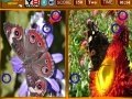 Игра Butterfly Similarities Game