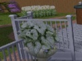 Игра Escape from the Garden