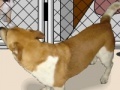 Игра Animal shelter