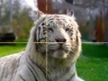Игра Zoo Time