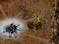 Игра Arachnid Wars