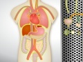 Игра Organ Transplant 2