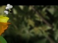Игра Little Yellow