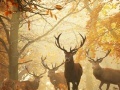 Игра Nature Photography - Find the Numbers