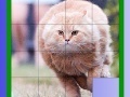 Игра Fat Cat Slide Puzzle