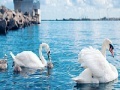 Игра Swan family slide puzzle