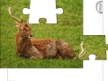 Игра Jigsaw: Young Deer