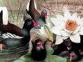 Игра Black swans and lotus puzzle