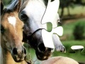 Игра Horses Puzzle