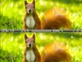 Игра Squirrel difference