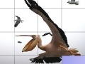Игра Flying pelicans slide puzzle