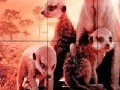 Игра Little shy meerkat family slide puzzle