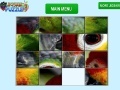 Игра Parrot Eye Slider
