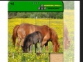Игра Horse Puzzle
