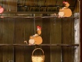 Игра Chickens of Ryaby
