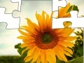 Игра Jigsaw: Sunflower 2