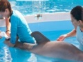 Ігра Dolphin Tale. Hidden Numbers