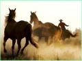 Игра Cowboy Horses Sliding