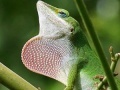 Игра Wild big chameleon puzzle