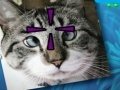 Игра Funny Cats