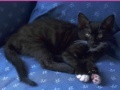 Игра Jigsaw World: Kittens
