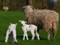 Игра Jigsaw: Sheep And Lamb