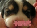 Игра Cute puzzle: Puppy