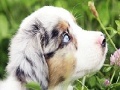 Игра Best dog slide puzzle