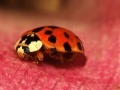 Игра Jigsaw: Pink Plant Ladybug