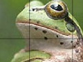 Игра Sweet Green Frog Slide Puzzle