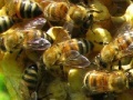 Ігра Honeycomb - Hidden Bees