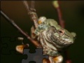 Игра Portrait of a wood frog