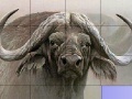 Игра Slide Puzzle: Buffalo 
