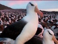 Ігра Slide Puzzle: Seagull 