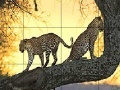 Ігра Big wild cats slide puzzle