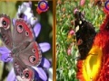 Игра Butterfly Similarities
