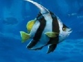 Игра Underwater - see the difference