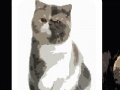 Игра Cute cats - memory matching