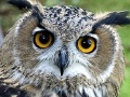 Игра Owl