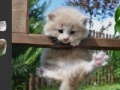 Игра Puzzle Kitten
